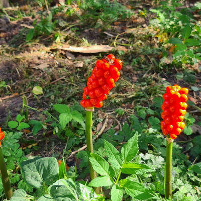 2023 maj -september Arum Italicum blomstrer i haven